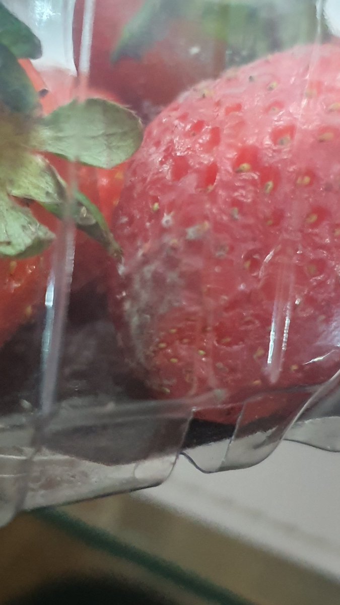 TamiiLu18's tweet photo. @JumboChile Estimados, ayer en la tarde en el Jumbo Kennedy compré una caja de frutillas las cuales hoy al abrirlas para consumirlas me llevo la desagradable sorpresa que están con hongos, solicito una solución. https://t.co/ayaYdTalAM