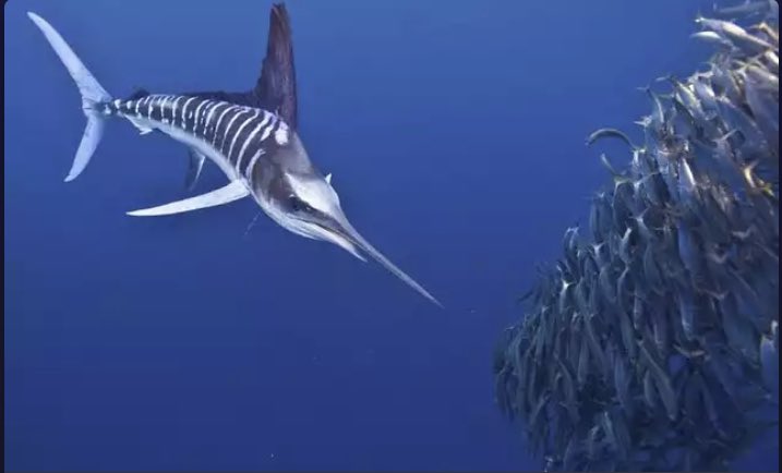 マシェシェシェ カジキって海の生物の中で1番カッコいいデザインだと思うんだが T Co Gntu8bpsgh Twitter