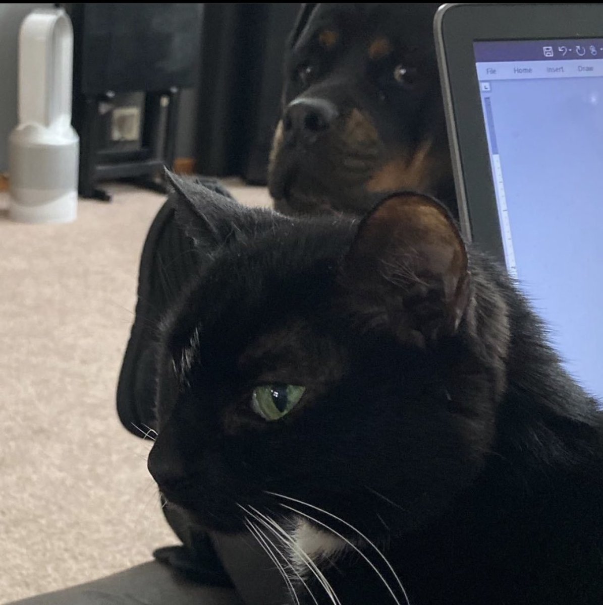 VirginiaMN97's tweet photo. Came across this pic on my IG account and it made me laugh so I have to share it again. The cat hates the dog and will swat him if he gets close and the dog knows it. ๐คฃ๐ถ๐ฑ
#LoveHate #FriendlyEnemies https://t.co/fUv2QMCkKx
