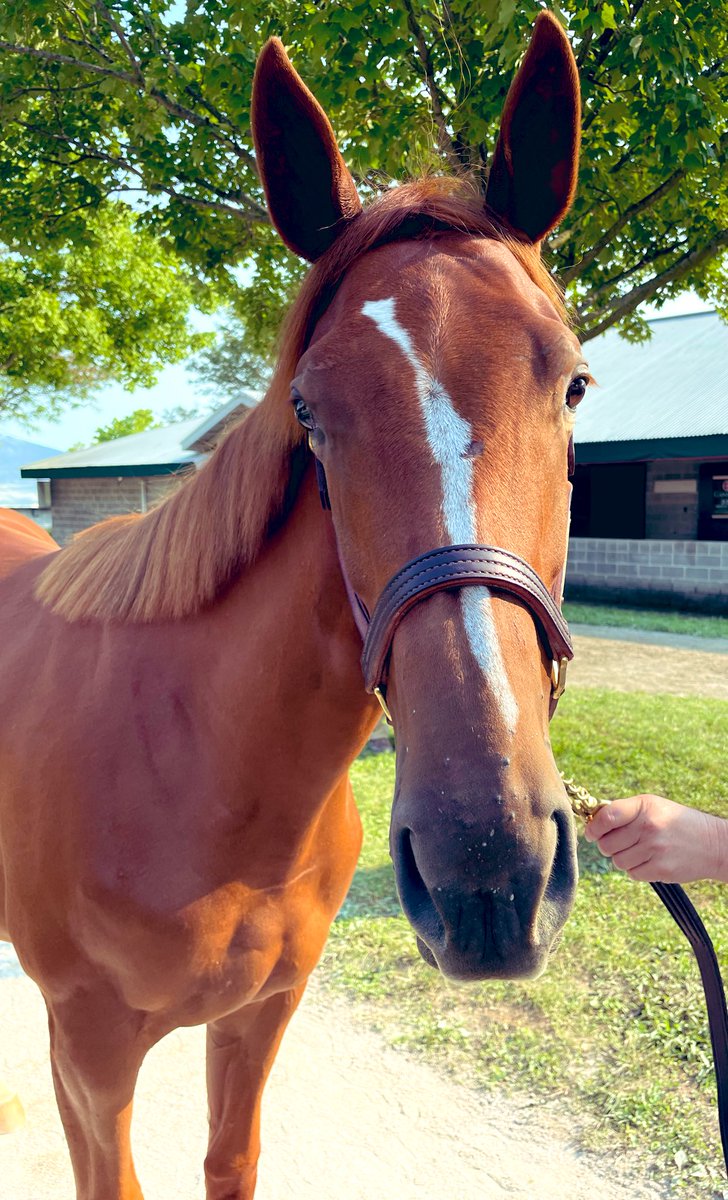 mitsuoki's tweet photo. 日本行きのチケットを待っている馬🏇
#トラヴァーズサラブレッド #共有馬主 #海外競馬 #DistortedHumor  #かわいいは正義 https://t.co/tV4MHulFtz