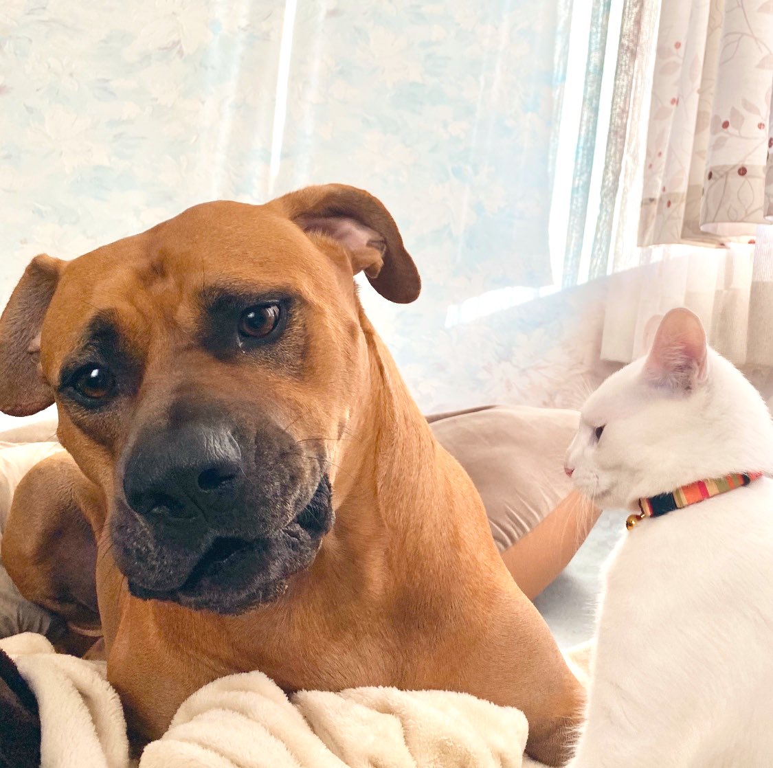 ジョーは犬 猫と添い遂げる家を買いリフォーム中 何回でも見てほしいシリーズ 怒ってる猫と怒られる事に納得してない犬 T Co Yvkgnr6vik Twitter