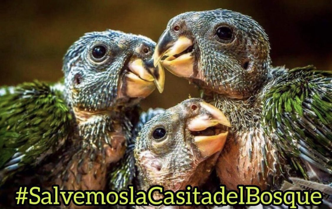 SANCOLIBARRA's tweet photo. #Unete apoya #CasitadelBosque #Cali #Colombia único hospital en las montañas ayuda sin condiciones miles de especies #DavisTravis https://t.co/W4Oz6c63zu @PlataformaALTO @PoliciaCali @JorgeIvanOspina @MONYRODRIGUEZOF @RafaelReyes87 @somosraya @reporteroanimal @calioknoticias https://t.co/GZD91nN3GL
