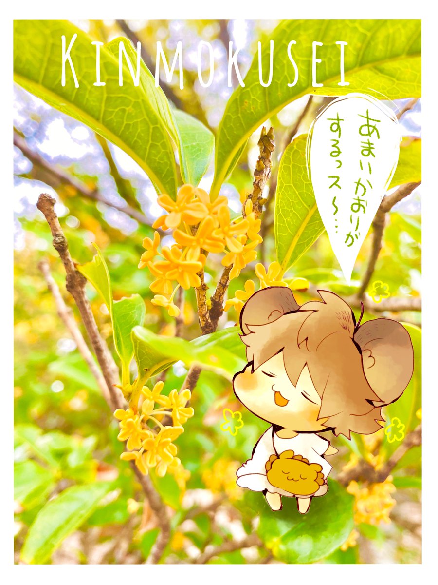 キンモクセイが咲く季節
今年もやってきた❁⃘*.゜ 