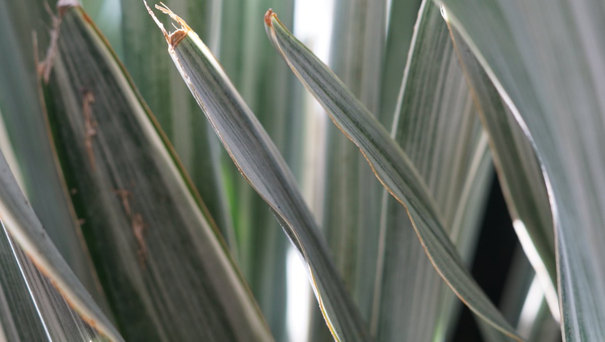 Sansevieria Sayuri (Mettalica or Silver Siam)

Although Snake Plants are known usually as a 