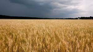 electTimHarris's tweet image. The amber waves of jimmies.