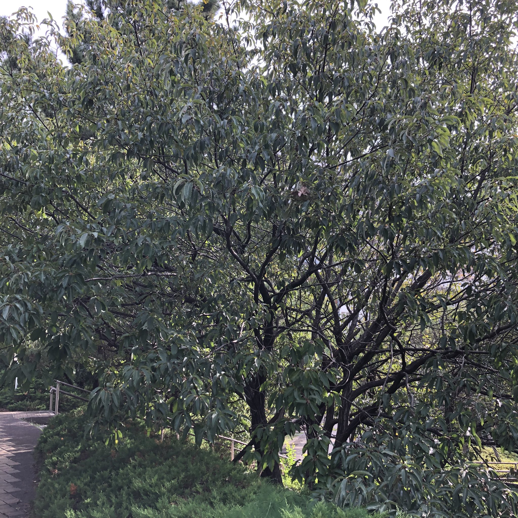 小楢 Twitter Search Twitter