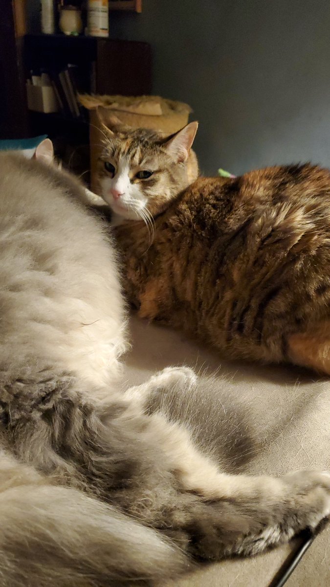 EvrybodyLvsFuzz's tweet photo. Mine sister Peanut join me for sleeps. Given mom stink eye for taken picture. https://t.co/aPu4xCTTg8