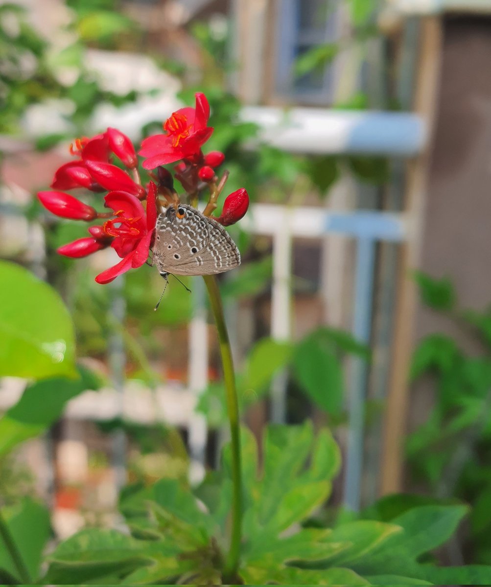 nehaa_sinha's tweet photo. A Blues butterfly floats into my life.
Tiny and earth coloured, these butterflies are blue once they open their wings!
#backyardsafari #WildlifeofDelhi #butterfly https://t.co/DDtAlJj3YN