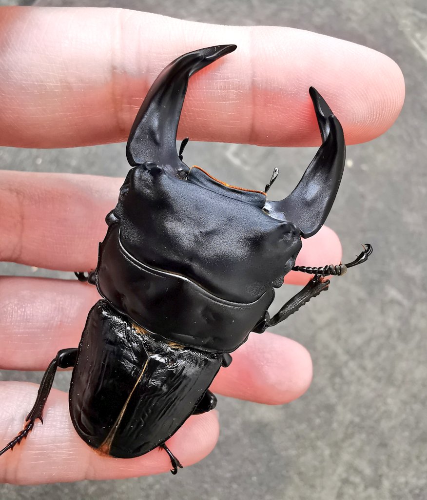 Kuwato Kuwato0307 Twitter