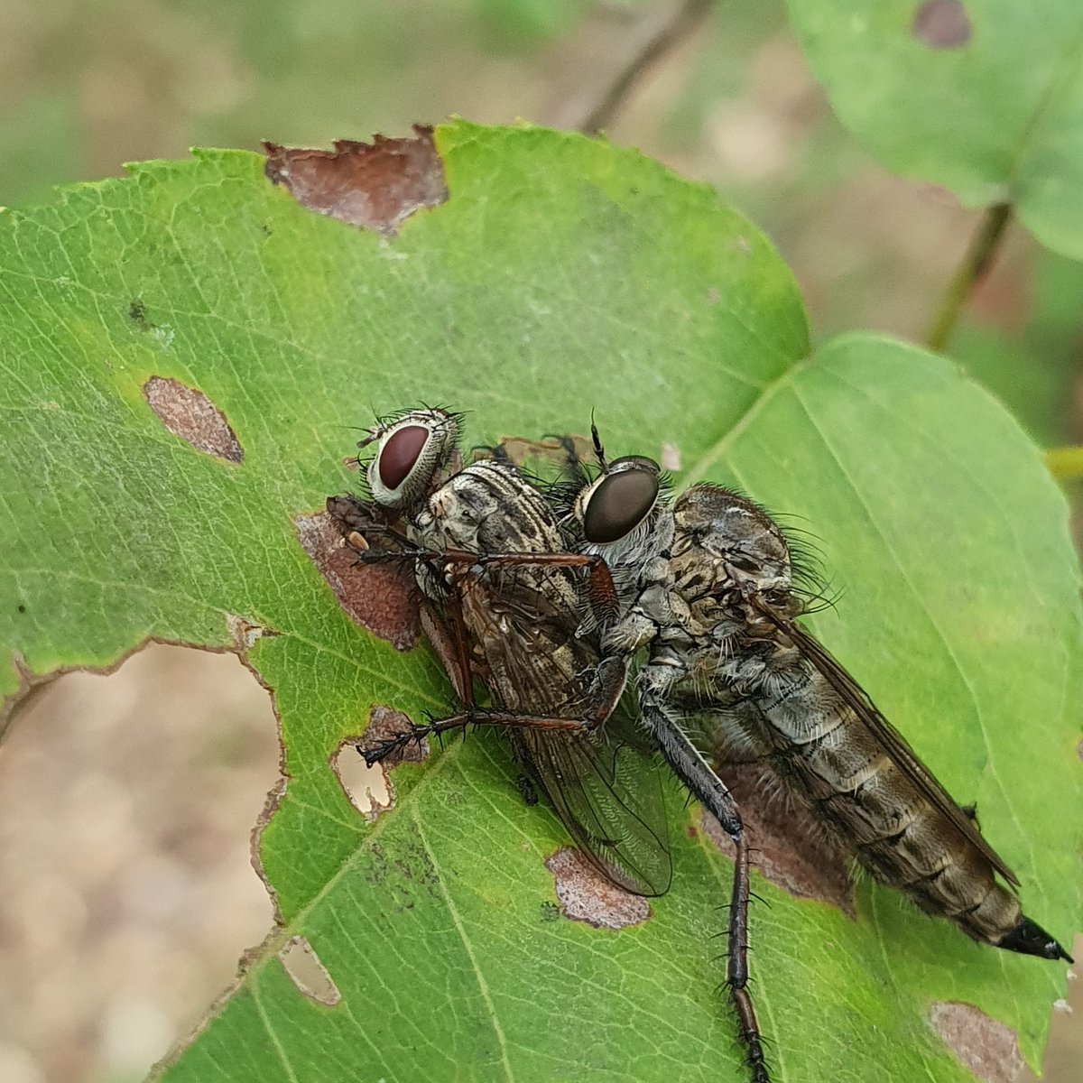 DrBananaGarcia's tweet photo. #MondayInsect
What's happening here?
Is the big fly killing the other with love or just killing it?
#Diptera #Asilidae https://t.co/AUIOeFR16s