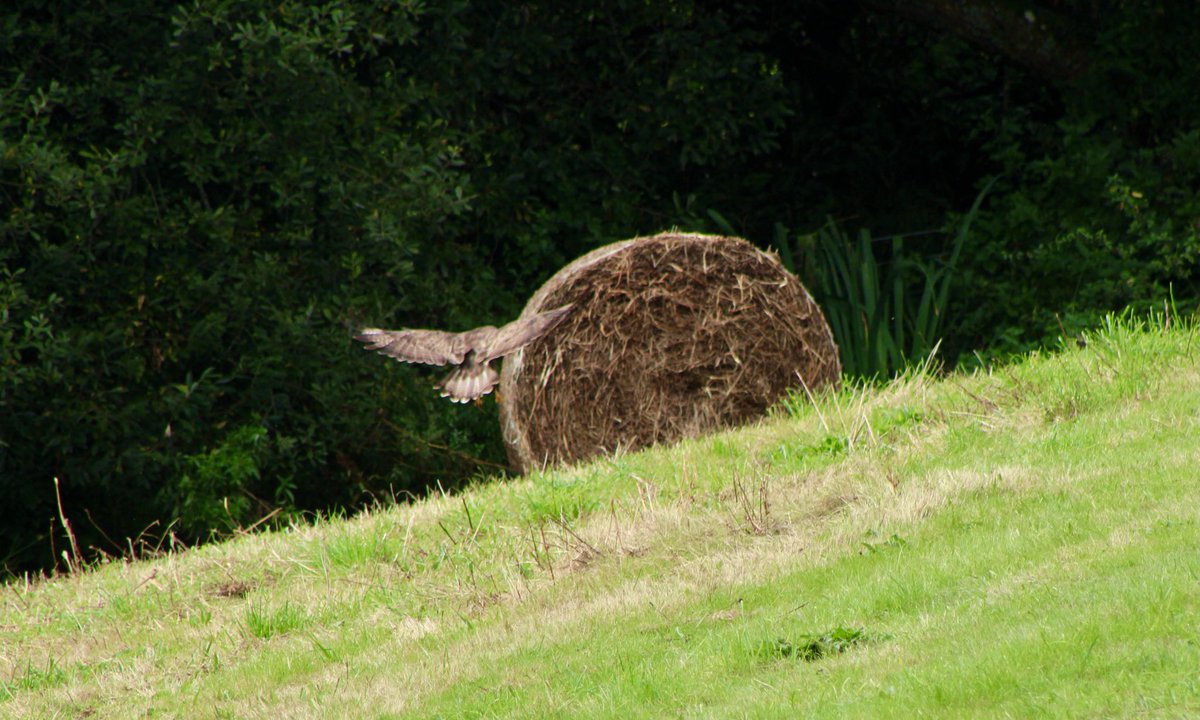 trellechpew's tweet photo. More photos of this amazing Buzzard!!! #buzzard #wetmeadow #viewfromthepew #thismorning #monmeadows #trellech #trelleck #monmouthshire #wales #wildlife #birds #birdsofprey https://t.co/sdf1SzXY62