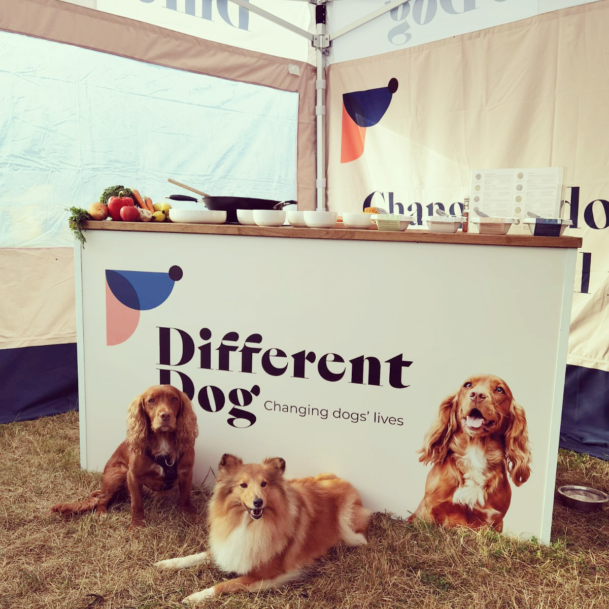 _differentdog's tweet image. What a weekend!! We had the best time @DogfestUK and can't wait to do it all over again next weekend!
