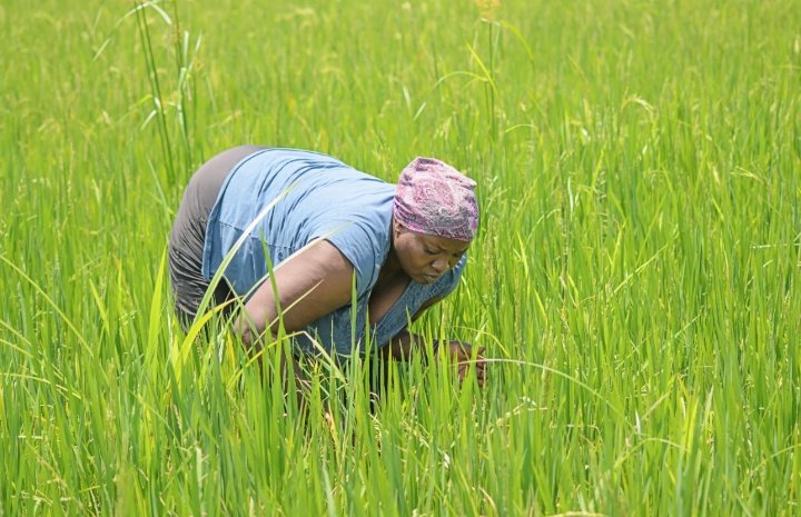 #2DaysToGo: Does equipping farmers with skills and information on good agronomic practices actually impact productivity?

The @IFDCnews' REACH online webinar, will address this and more on Wed 15th September at 2:00pm EAT. 

Register here: us02web.zoom.us/webinar/regist…

<a href="/NLinUganda/">Embassy of the Netherlands in Uganda</a>