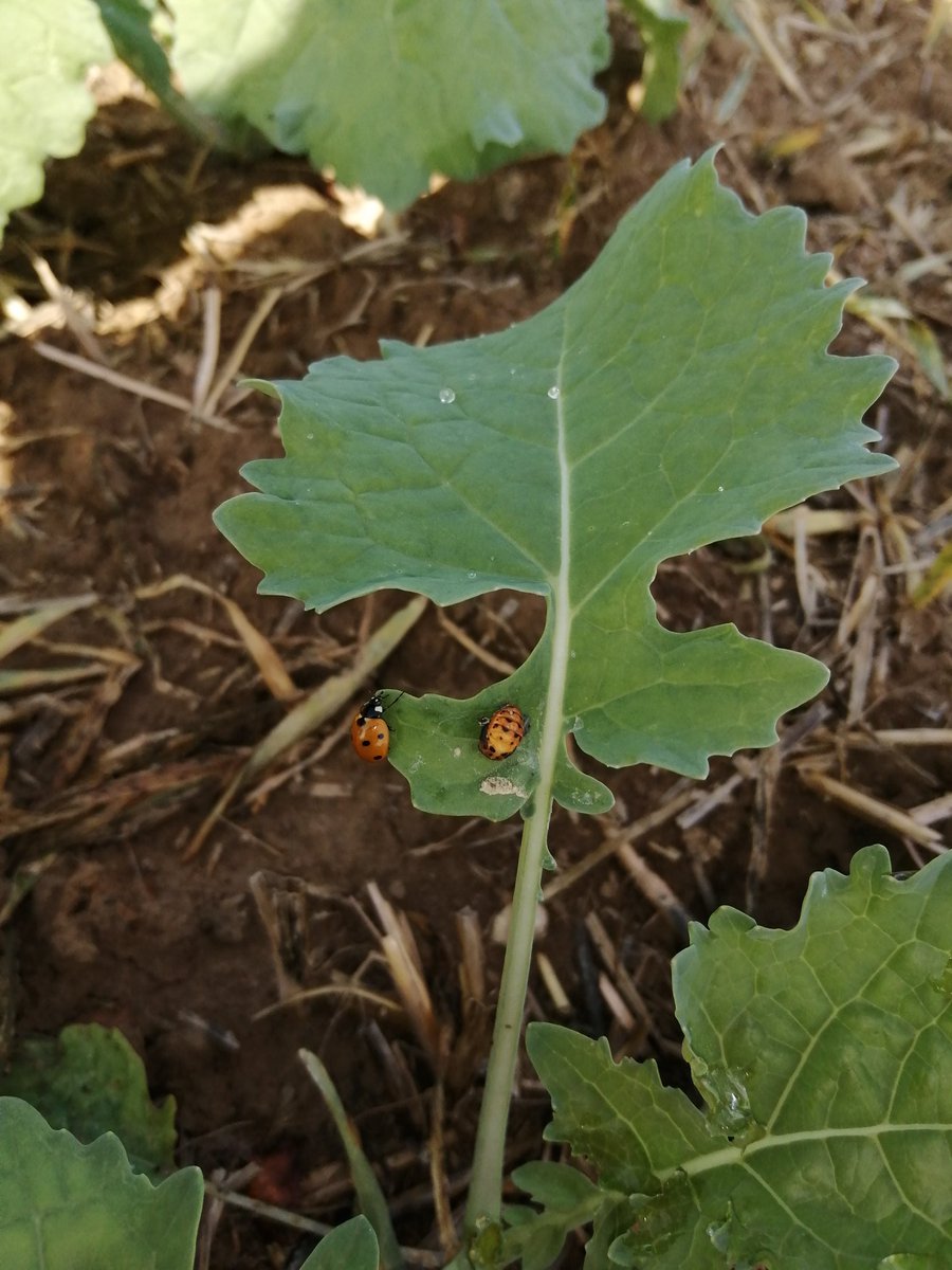 GDA de Chatillon-Coligny tweet media