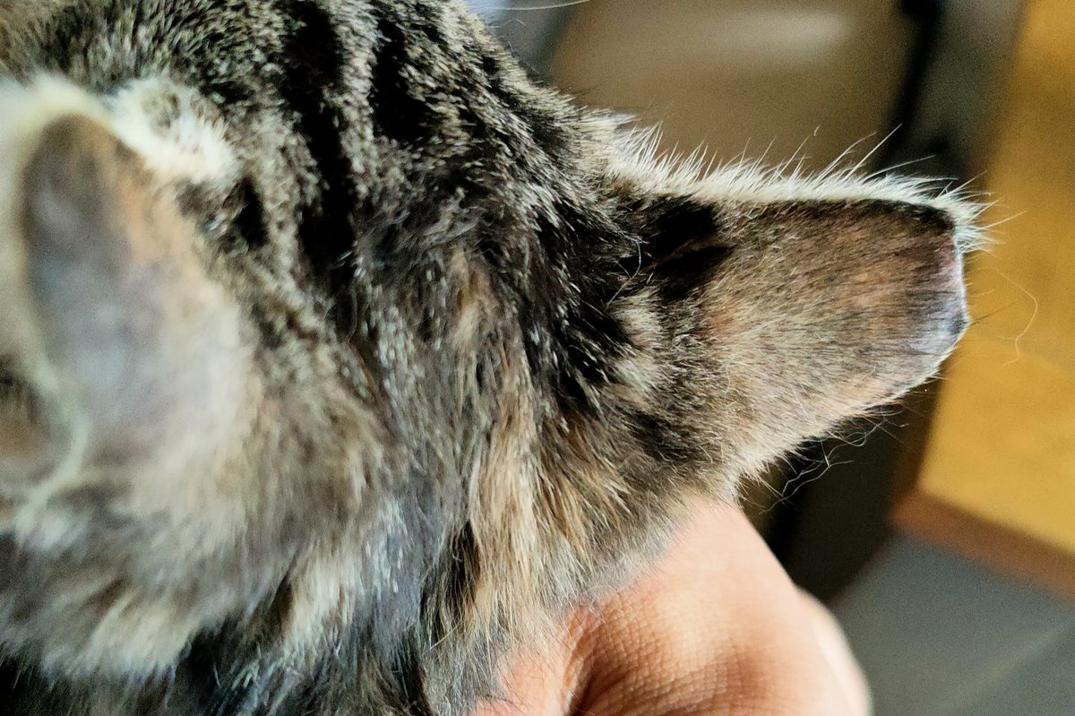 Abused and dumped!!! Kitten found on a busy rd, caked in mud and with multiple wounds. Her right ear tip has been cut off(likely with scissors) as ear tips are internationally done on left. Now safe , will be loved and cared for.#StopAnimalCruelty #AdoptDontShop #kittensoftwitter