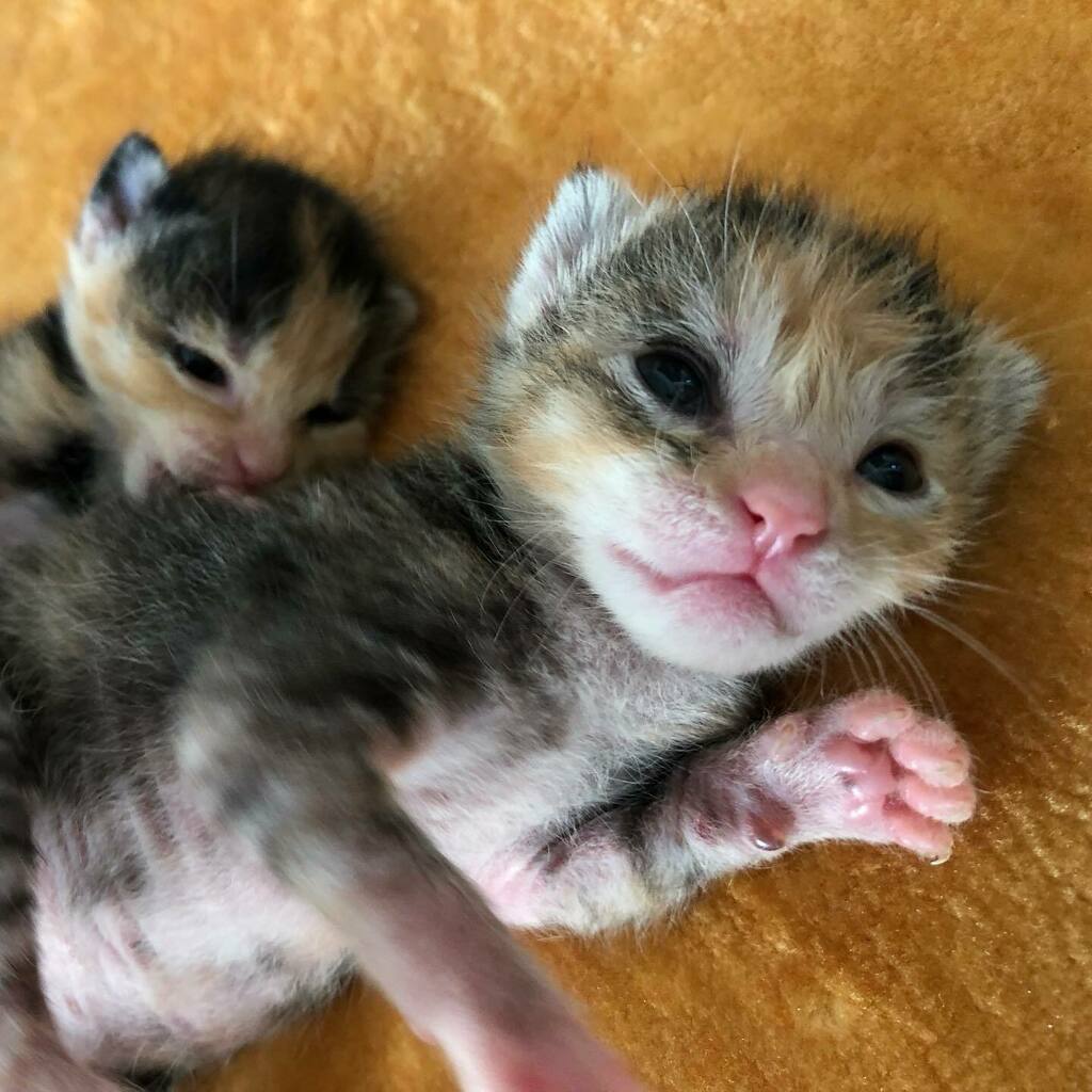 Eyes open now!  #kittens #fosterkittens #kittensofinstagram #fosterkittensofinstagram #calicokittens #calicokittensofinstagram instagr.am/p/CTv_0lqrgqu/