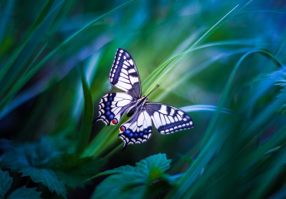 2 летающие бабочки. Красивые бабочки. Бабочка в полете. Красивые бабочки в природе. Порхающие бабочки.