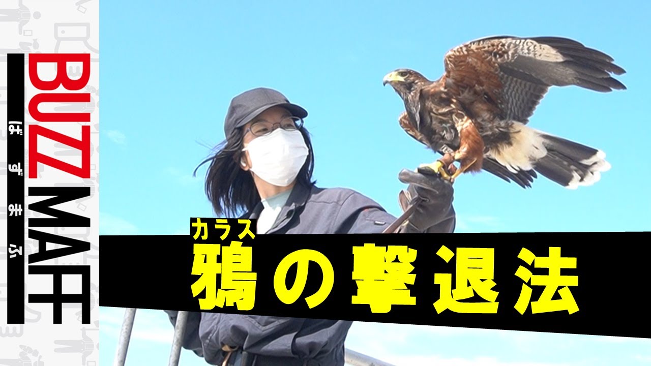 農林水産省 ぶどう畑を鷹が舞う カラスの撃退法と聞いて何を想像する カラスを撃退する話 オイオイそのまんまじゃないか 愛知県大府市 から 鷹 による追い払いの実証実験の様子をお届けします 鷹匠 さんから見た 鳥獣害 対策や鷹の勇ましい