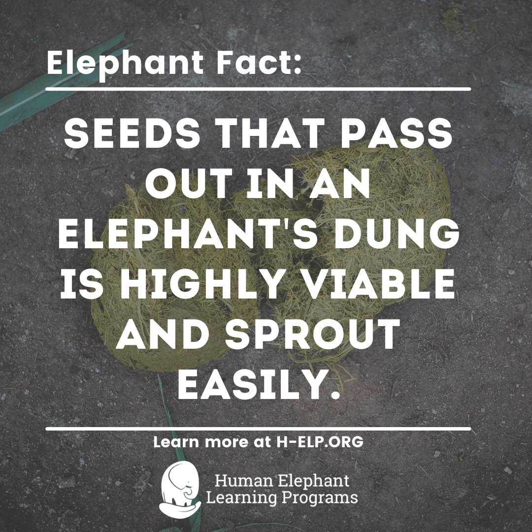 H-ELP - Human Elephant Learning Programs tweet media