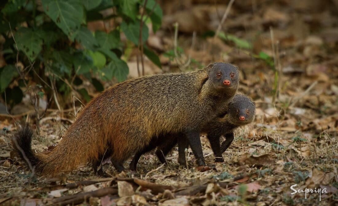 Photo of the Day: A stripe-necked mongoose with its pup in Nagarhole National Park, India, by @D_Supriya 

If you would like your photo to be considered for Photo of the Day, use the hashtag #BBCWildlifePOTD. 
Find out more on our website: discoverwildlife.com/submit-your-wi…