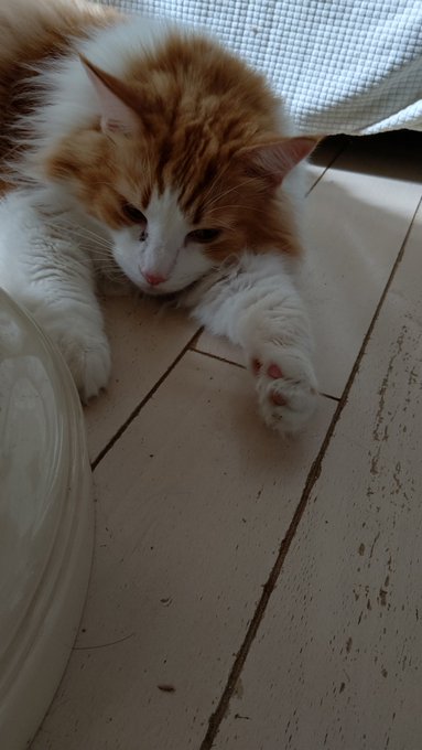 #猫のいる暮らし#ネコチャン来て欲しい #ネコチャンカワイイ 