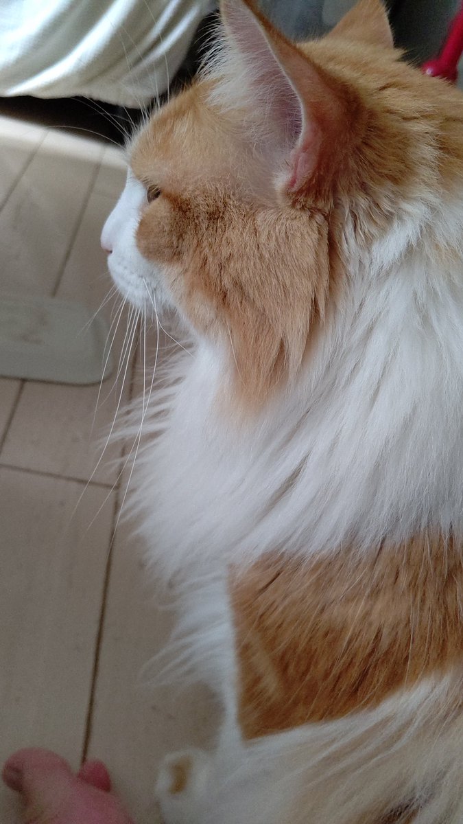 #猫のいる暮らし
#ネコチャン来て欲しい 
#ネコチャンカワイイ 