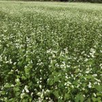 茨城県 袋田温泉 思い出浪漫館のツイート画像