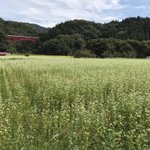 茨城県 袋田温泉 思い出浪漫館のツイート画像