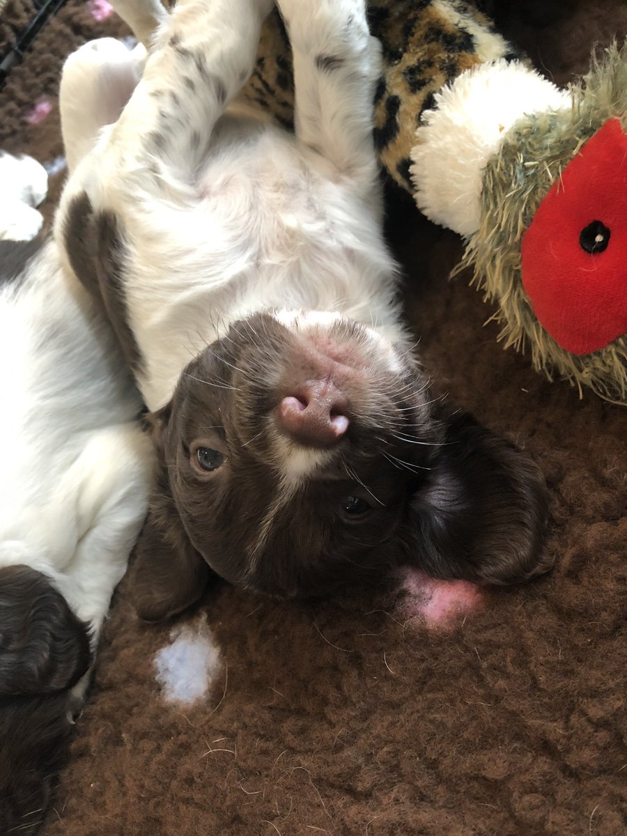MediK9ltd's tweet photo. Monday’s don’t get much cuter than this ☺️ https://t.co/B83lGFgSkj