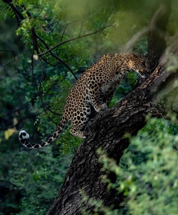 UNHabitatIndia's tweet photo. Spread across an area of 20 sq km, the #Jhalana forest in #Jaipur is home to a wide variety of flora and fauna, especially leopards.
Unauthorized constructions and illegal occupation continue to threat this pristine habitat.
@UNHABITAT @jdajaipur #sciap @JaipurNigam https://t.co/PtMjhWHIkE