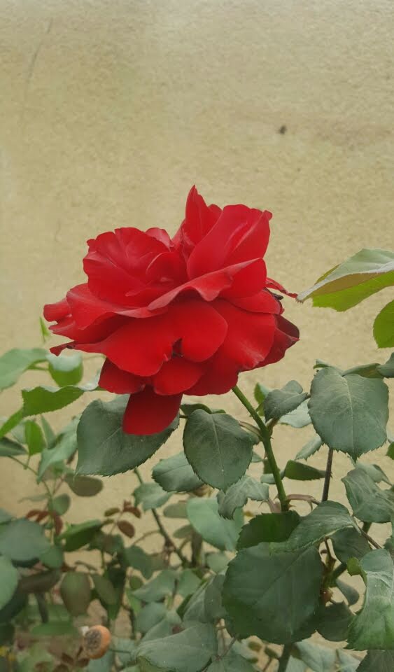 ايها الانسان كن انسان مع نفسك.. حتى لو اخطأت الف مره سامحها..كن انسان مع نفسك حتى لو تألمت كن معها حاضرا وقل لها انا معك دعنا نتألم سويه..
كن الحاضن لنفسك دائما كن اماً لها