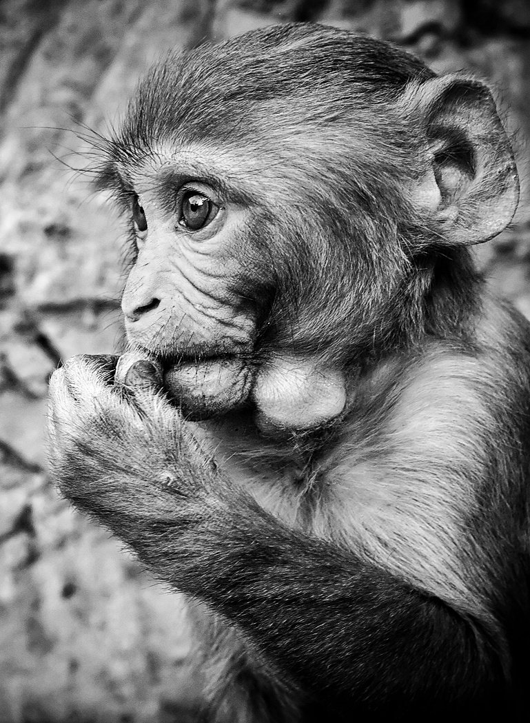 That look when you wake up and realize it's Monday again...😉📸🐵

#nikon #nikonphotography #photo #photography #photooftheday #mondaythoughts #monday #animals #monkey #bnw #nature #NaturePhotography #twitter #viral @NikonEurope @ThePhotoHour @AP_Magazine @nikonians #PHOTOS