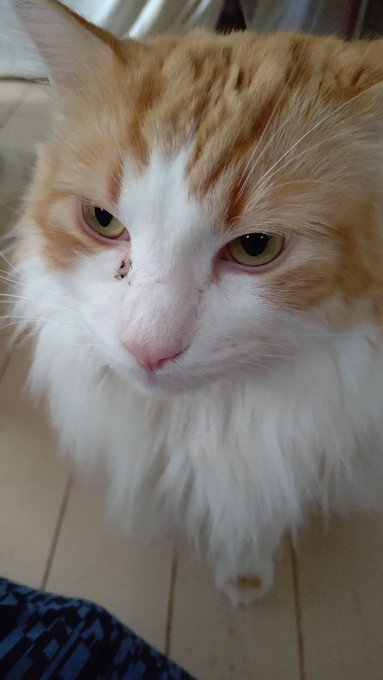 #猫のいる暮らし#ネコチャン来て欲しい #ネコチャンカワイイケンカした時のキズ、はよなおるといいな 