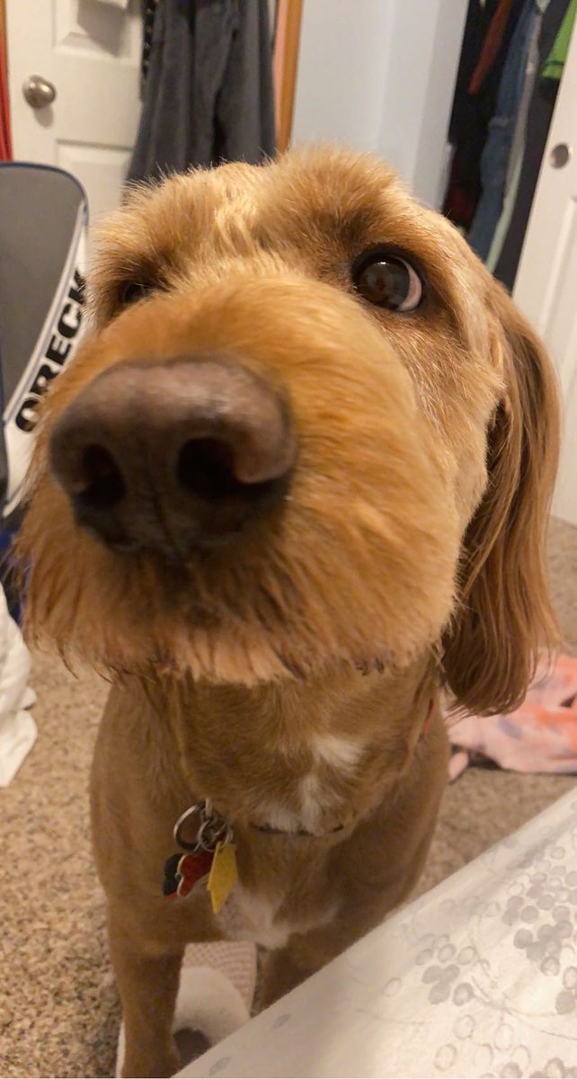 cheynaenae_'s tweet photo. Keep my puppy in youre minds plz❤️ he is sick in the hospital again. I don’t know what’s wrong but please be okay. Ily https://t.co/wELTFqss9g