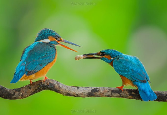 Common Kingfisher in pair