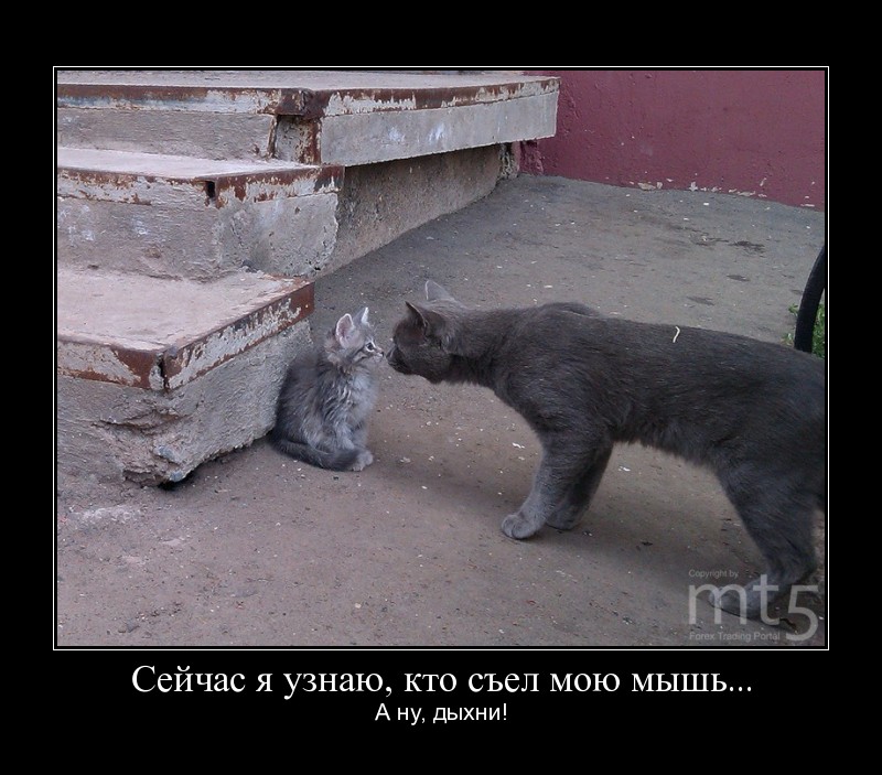 Три дня бухла. Чешет яйца. Недоразумение картинки. Алкоголь мем. Не пил а.