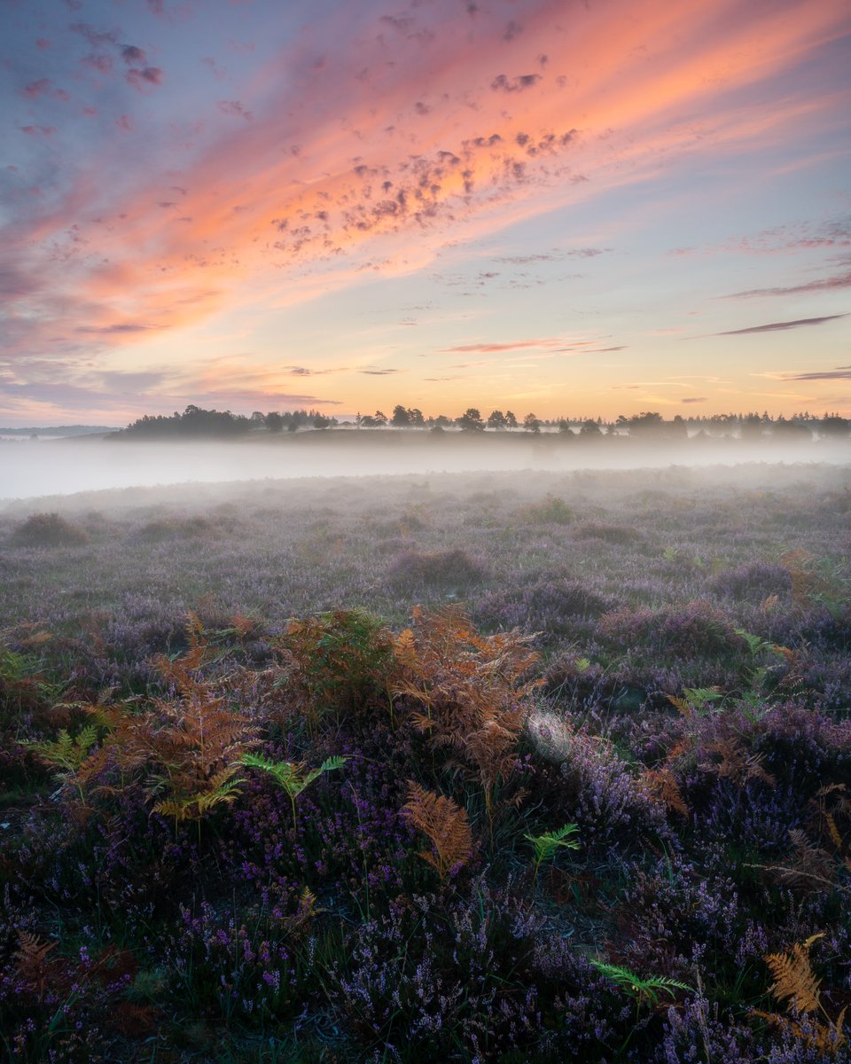 light_landscape's tweet photo. Autumn's arrival..what a beautiful start in the New Forest yesterday. The colours were amazing, changed so much in the 2 weeks since my last visit. With the golds &amp; browns, the cobwebs &amp; the mist, autumn is here! 

#WexMondays #fsprintmonday #ThePhotoHour @OPOTY #appicoftheweek https://t.co/R7yafHGSRB
