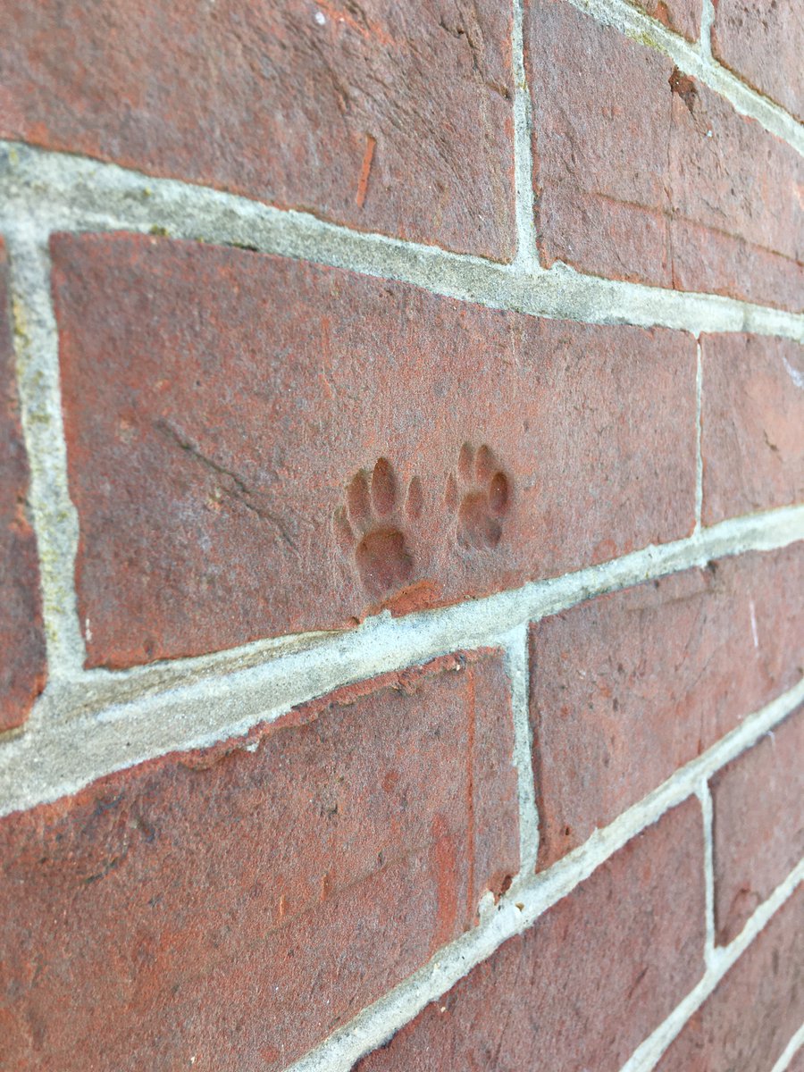 kellermorf's tweet photo. Archaeological paw prints on the back of the Coach House  @YWAMEngland  #HolmstedManor, here in West Sussex (https://t.co/1DiBR9sHA1) https://t.co/EKcYsBSqAt