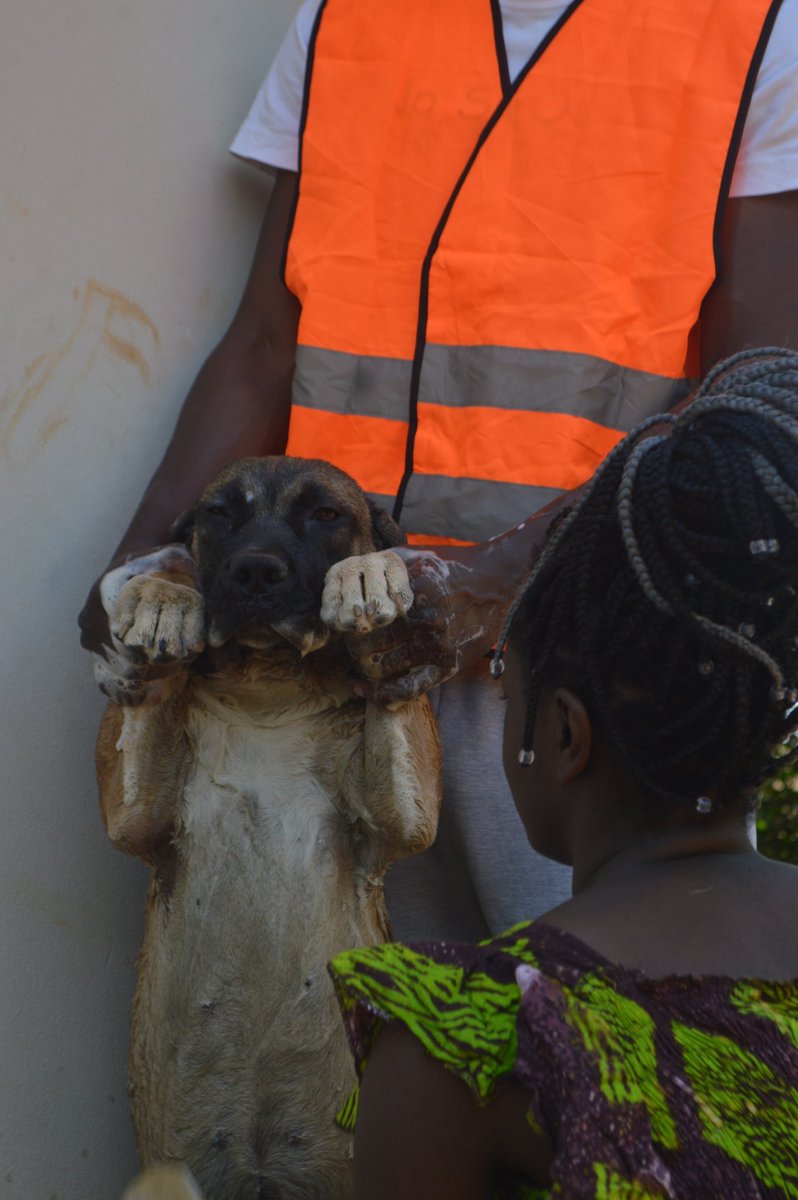 BaldHead_Rastaa's tweet photo. Goodmorning 🇿🇲/LSK/ Iam doing a mobile dog wash this summer to get rid of ticks &amp; fleas... Get both shampoo and tick bath for your dog at only K100 😄 also offering other vet services/vaccinations etc DM or contact +260971708239 https://t.co/PNTIDWd7tF