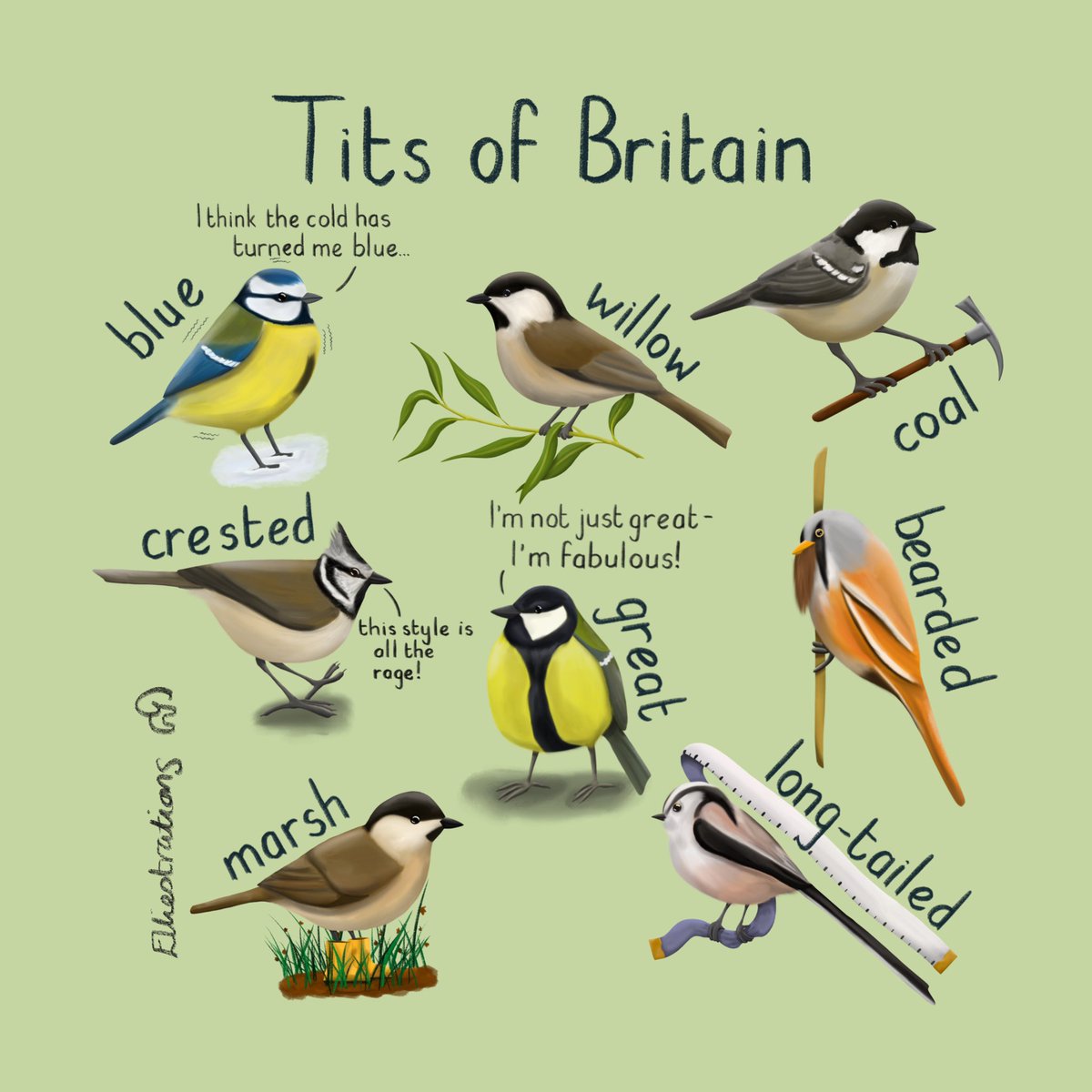 Tits of Britain! 
My latest bird guide illustration is complete - hope you like! 
#birds #birdwatching #TitsOfBritain #getbirding #britishwildlife #britishbirds