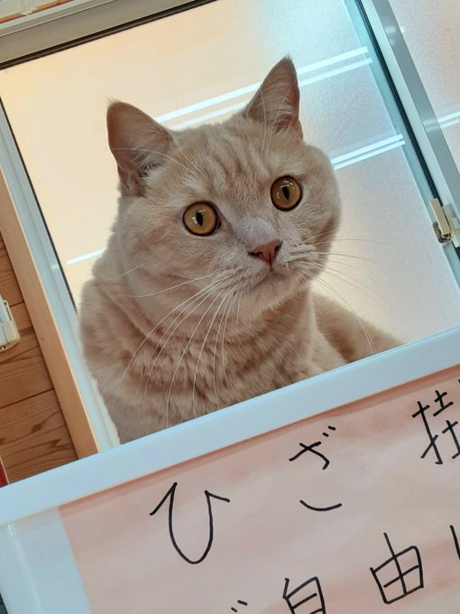 猫カフェちぐらのtwitterイラスト検索結果 猫カフェちぐらのtwitterイラスト検索結果