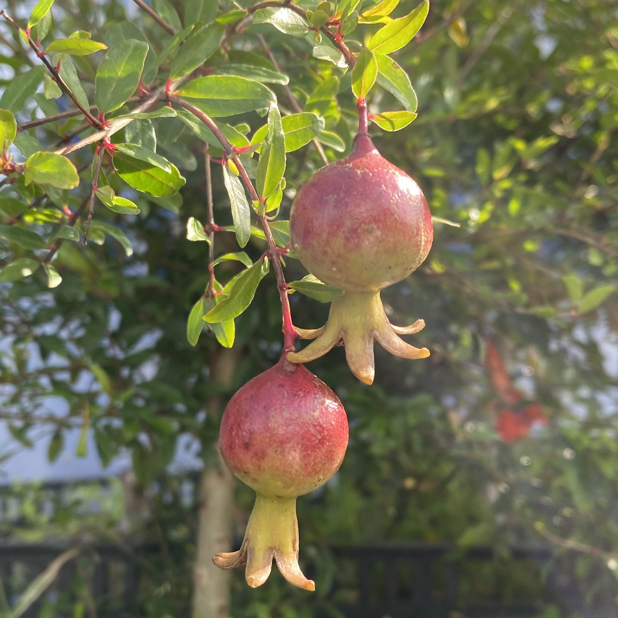 Twitter এ 日本花卉ガーデンセンター 本店 タコさんウィンナー いえいえ 姫ザクロです タコさんウィンナー 姫ザクロ 姫柘榴 T Co Ori803j0jx ট ইট র