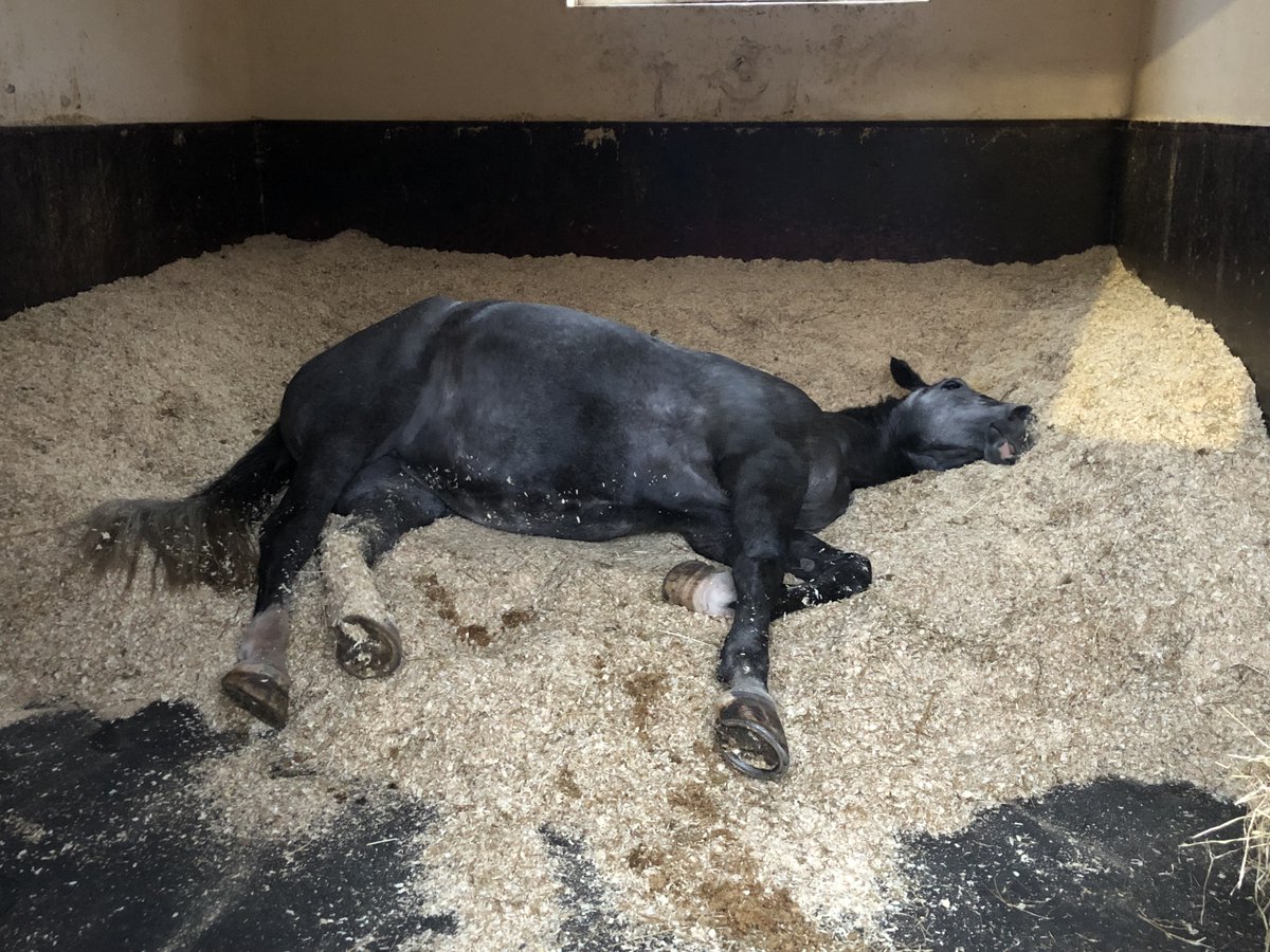 Come on Cleo we have a very busy day on the yard! It’s time to get up. #StandTall #NotStandingAtAll #PHCleo #MondayMorningBlues #SnoozeButton