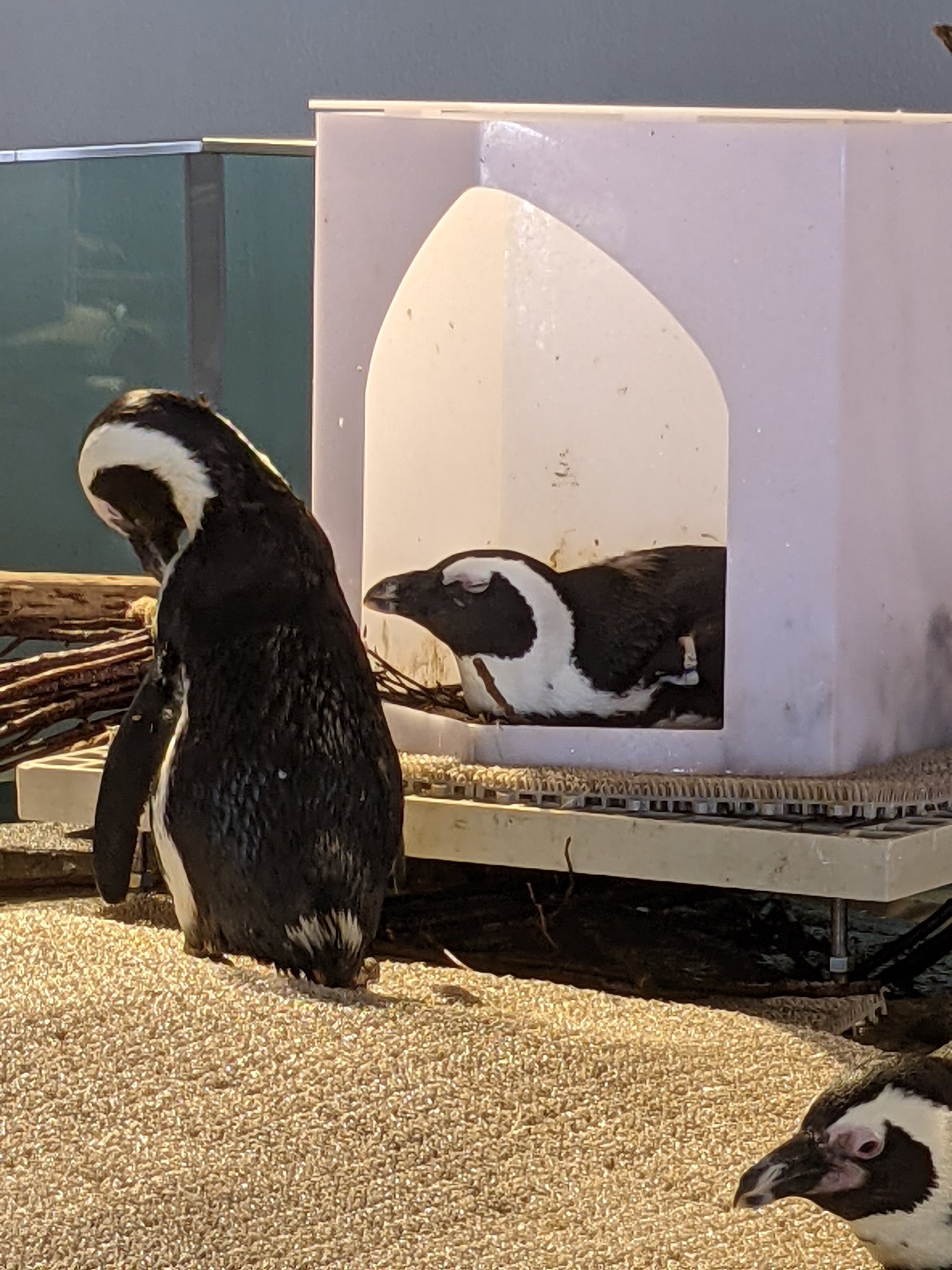 周クリーム ニフレルのケープペンギン 飼育員手作りの家があった 早い時間だったからか 泳いでるペンギンは1羽もいなかった 一羽だけ隅っこにいたペンギンが木の枝を咥えてた 家の中には 枝がたくさんあったから 巣造りかな ケープペンギン