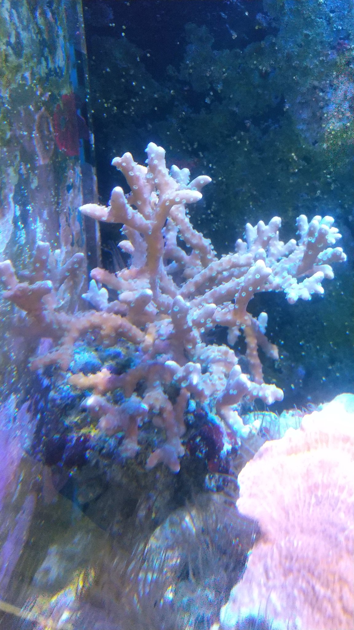 VU HUU TAMページ トゲサンゴ・ミドリイシ 魅了 VU HUU 水草 トゲサンゴ・ミドリイシ TAM様専用ページ 水草