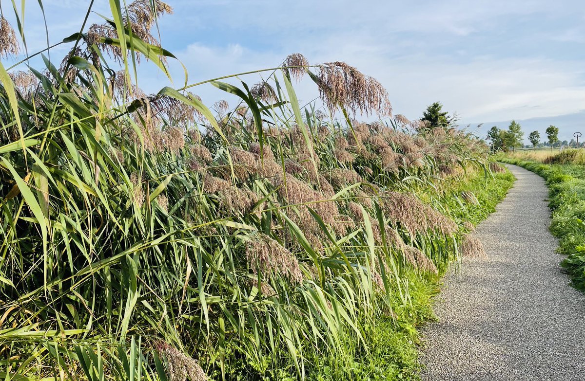 Arie de Groot tweet media