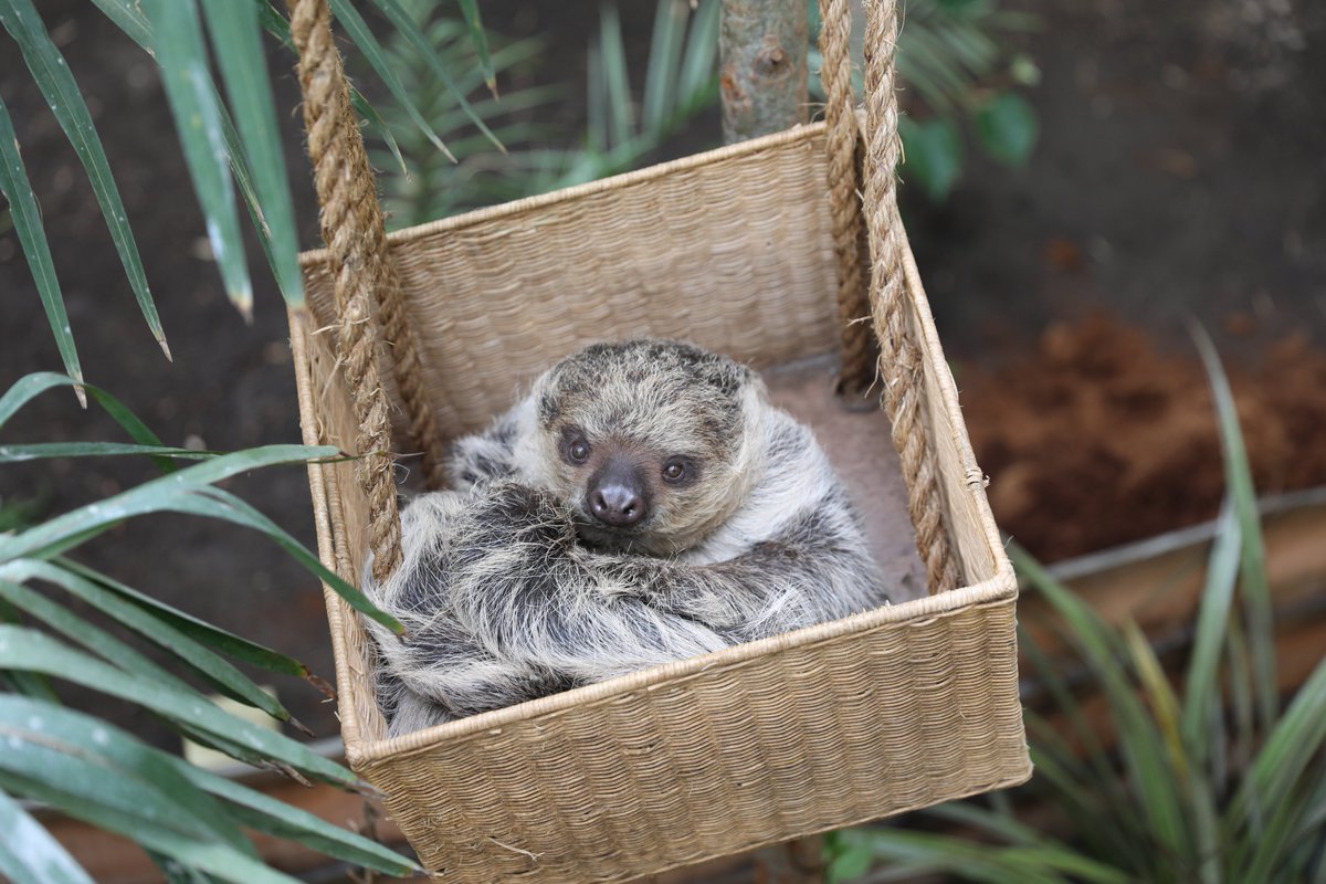 EdinburghZoo's tweet photo. Say hello to Mo and Fe, Scotland’s only sloths 🦥

From today, visitors can spot our Linne’s two-toed sloths in our new Sloths and Armadillos building, which is opening gradually to help the pair settle in 💛

Find out more ➡️https://t.co/lIHjilomdY https://t.co/gIdrq50imT