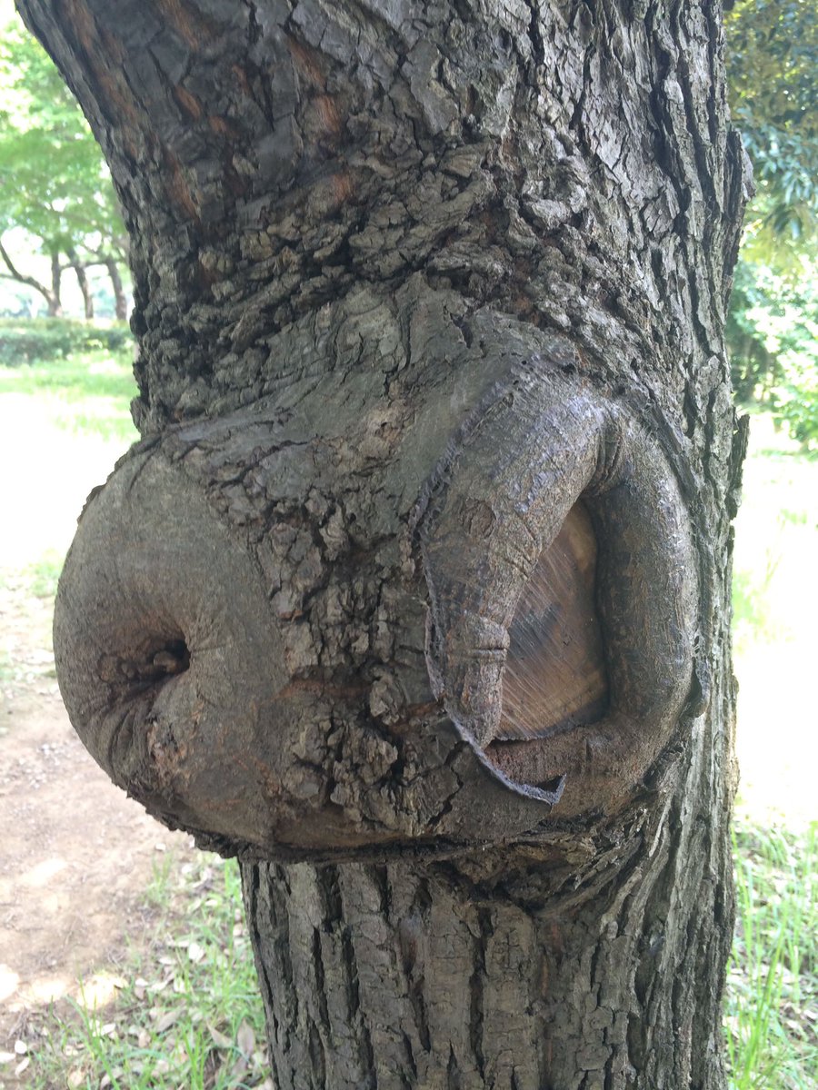 #絵描きのための発見図鑑
街路樹によく見かけるコブは枝を落とした跡。 