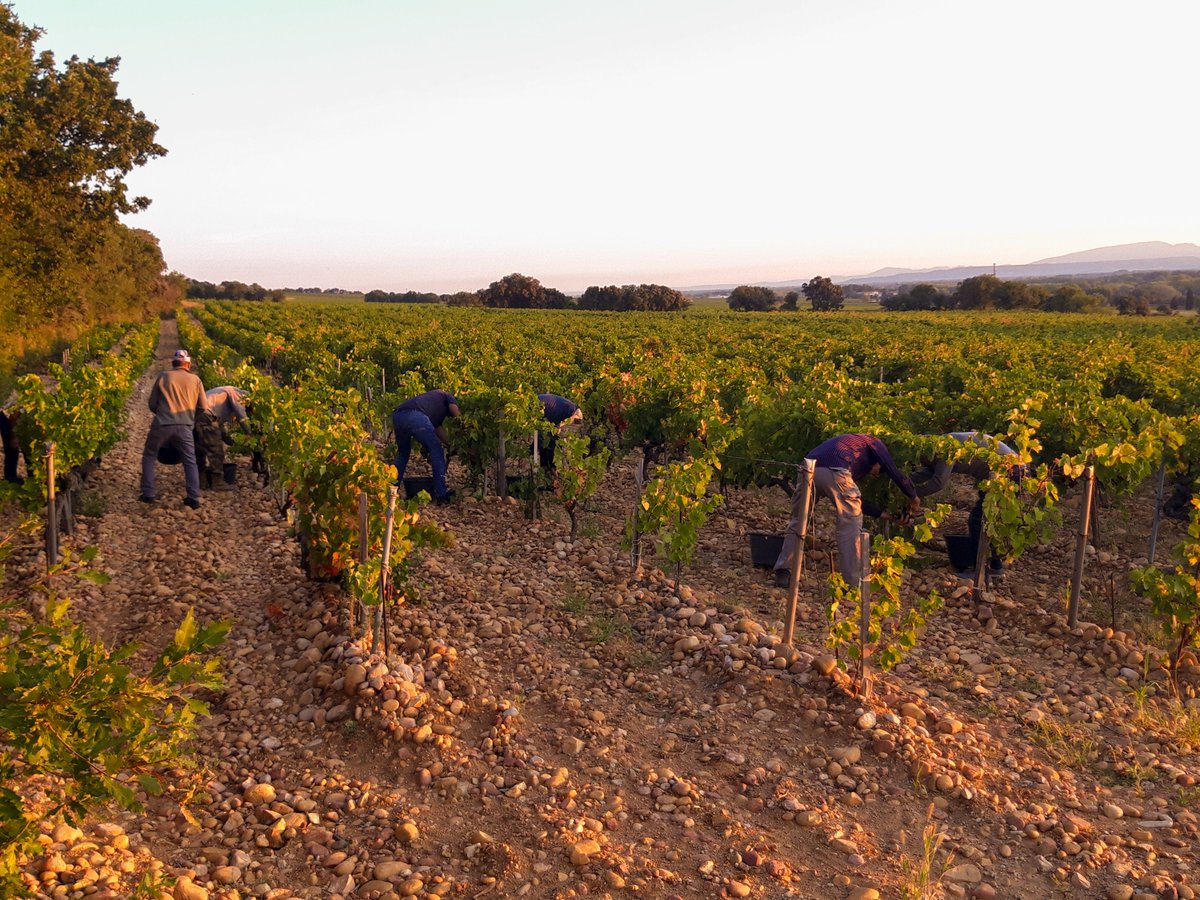 Gabriel Meffre tweet media