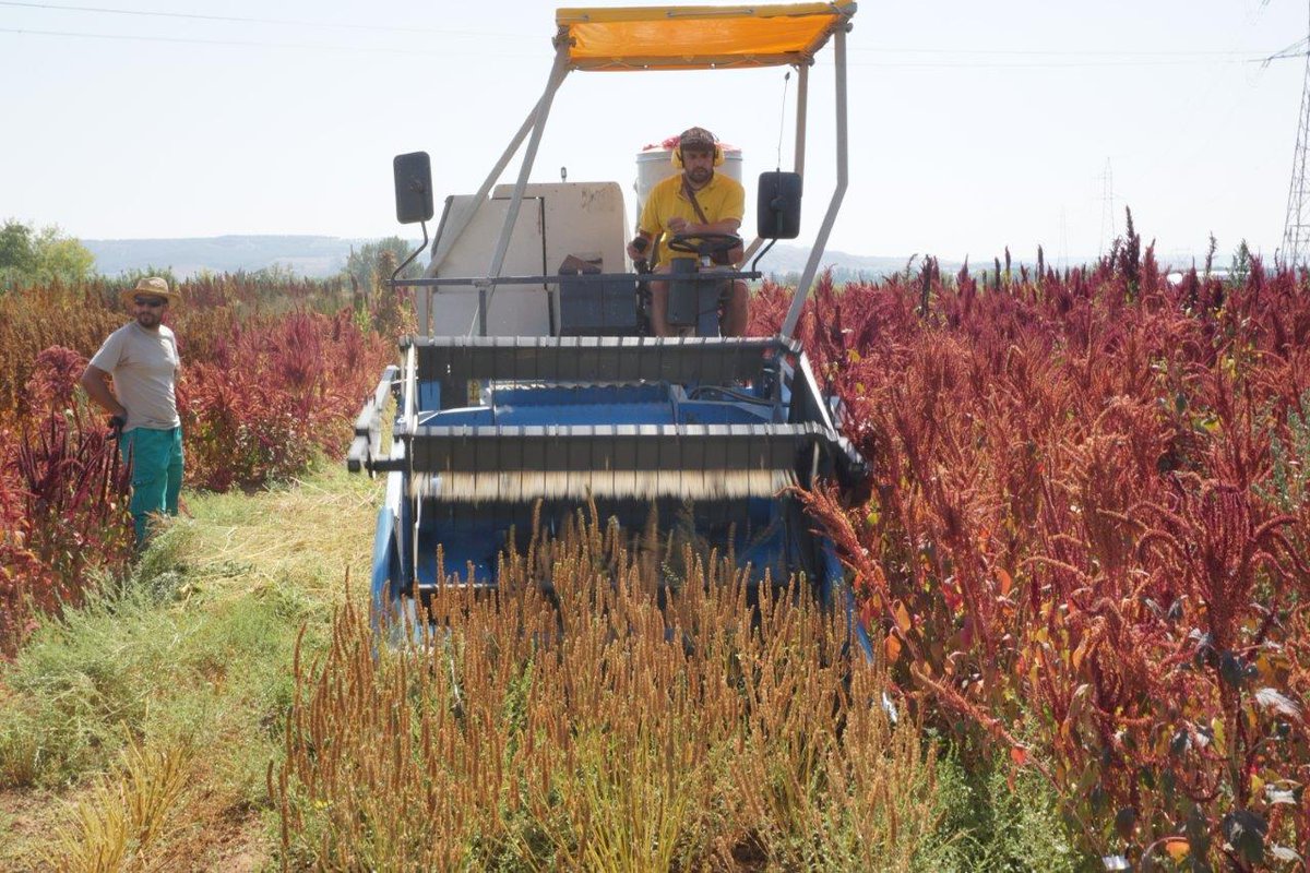 ITACYL's tweet photo. 😀 👏👏!Por fin llegó el momento esperado, la #cosecha de la #chia y el #amaranto! 🚜
✅ Con buenos resultados agronómicos, ahora queda determinar su composición nutricional.
#ITACyL #CULTIEMER #FEADER @CerealtoSiro @salutef #SemillasBatlle
🔗 https://t.co/YE76lYQy7M https://t.co/t8qz8445Pd